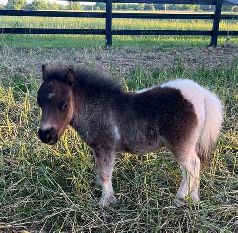 WeeOkie Farm is an Oklahoma miniature horse breeder specializes in miniature horses. . Miniature pony for sale oklahoma